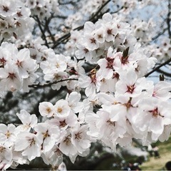 フットサルメンバー募集⚽️