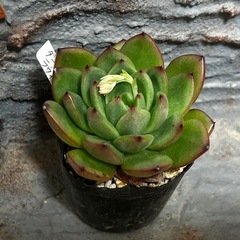 エケベリア　ダーククリスマス✖️ラウィ②の画像