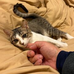 それでも人間信じます。キジシロ天使のつむぎくん