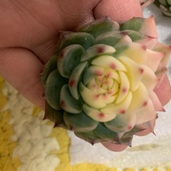 チワワエンシス錦１苗の画像