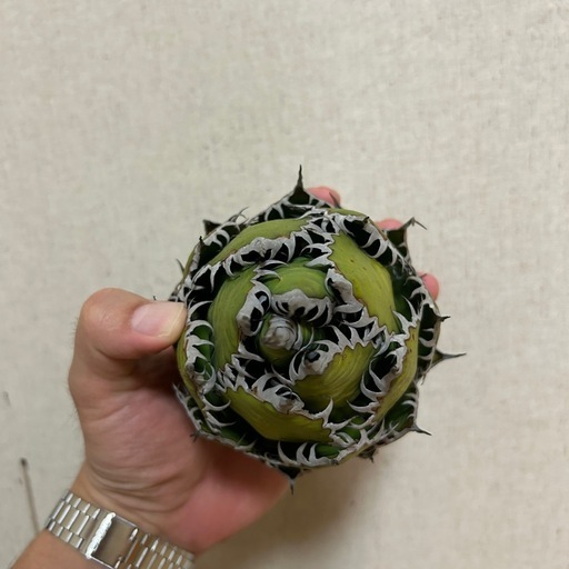 植物　アガベ ホリダ 希少な球体タイプ（コレクション整理のため出品）