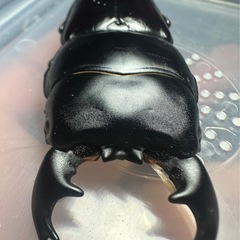 【先着順】アルキデスヒラタクワガタ♂単60〜65mmアルキデス、クワガタ、虫の画像