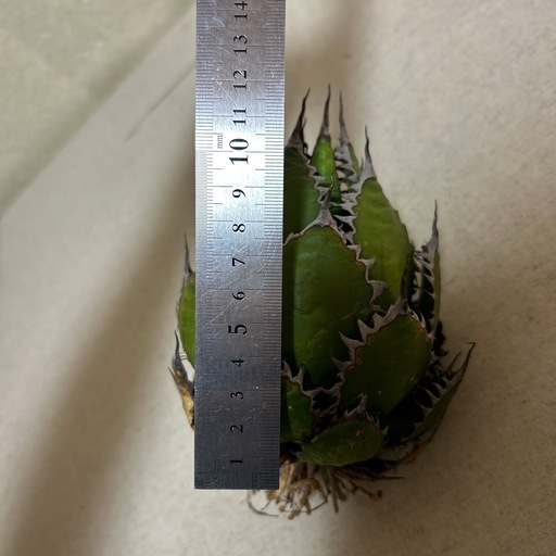 植物アガベ ホリダ 希少な球体タイプ（コレクション整理のため出品）