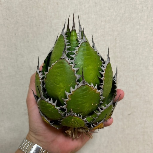 植物アガベ ホリダ 希少な球体タイプ（コレクション整理のため出品）