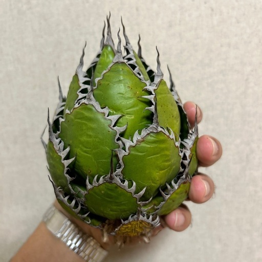 植物アガベ ホリダ 希少な球体タイプ（コレクション整理のため出品）
