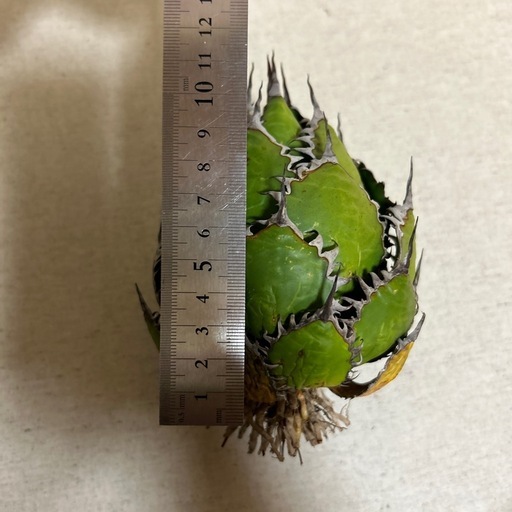 植物アガベ ホリダ 希少な球体タイプ（コレクション整理のため出品）