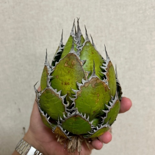 植物アガベ ホリダ 希少な球体タイプ（コレクション整理のため出品）