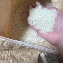 令和6年10月収穫の米（精米済み） の画像