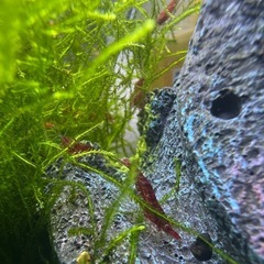 レッドチェリーシュリンプ 10匹の画像