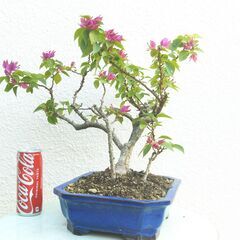 ブーゲンビリア赤吹き流し風の画像