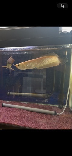 アルシル等 熱帯魚