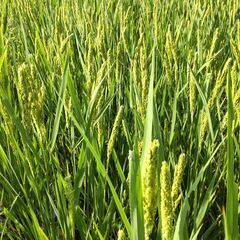 【一反目安300g】ハッピーヒル（うるち）種もみ 令和7年産 自然栽培・説明書付の画像