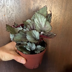 レックスベゴニアの画像