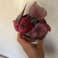 レックスベゴニアの画像