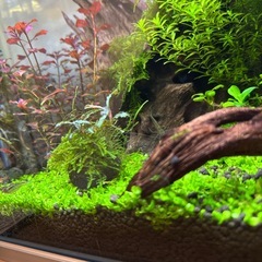 ブセフアランドラクダカンの画像