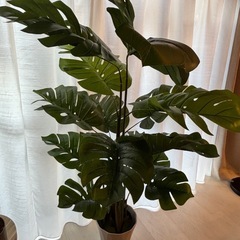 【美品】大型フェイクグリーンの画像