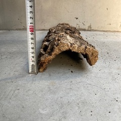 コルク樹皮　爬虫類　観葉植物　ビカクシダの画像