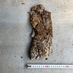 コルク樹皮　爬虫類　観葉植物　ビカクシダの画像