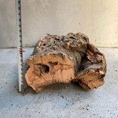 コルク樹皮　爬虫類　観葉植物　ビカクシダの画像