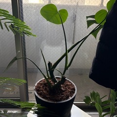 観葉植物の画像