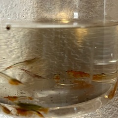 オレンジ　ルリーシュリンプ  熱帯魚　エビ
の画像