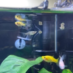 グリーンキングコブラグッピーの画像