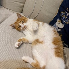 穏やかな性格のゆめ君里親様募集🥰