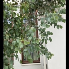 ユーカリ　ポポラスの画像