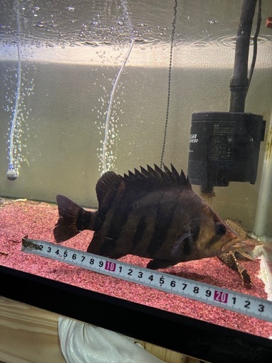ダトニオ リアルバンド 23cm