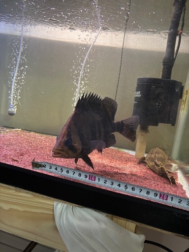 ダトニオ リアルバンド 23cm