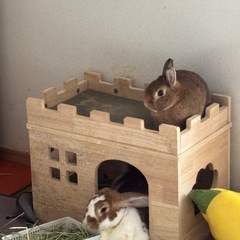 新品キャットハウス木製　　猫のお城 の画像