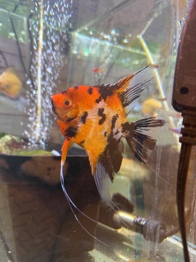 熱帯魚　エンゼルフィッシュ　２匹　グラミー１匹
