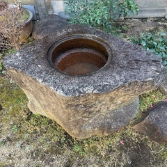 ツクバイの画像