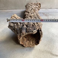 コルク樹皮　爬虫類　観葉植物　ビカクシダの画像