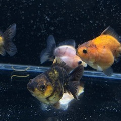 【ランダム特選5匹セット全て四つ尾】ローズテールオランダ稚魚の画像