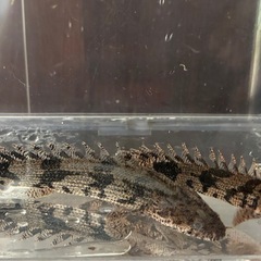 ポリプテルス　エンドリケリー１匹の画像