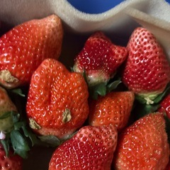 いちごさんの画像