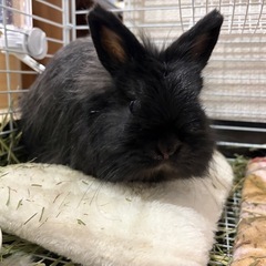 長毛うさぎ(♀)1歳
