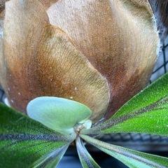 ビカクシダ   ヒリーTT1の画像