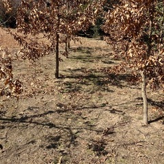 ヒノキ生垣　　クヌギの画像