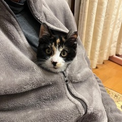 トライアル中につき一旦ストップです！食いしん坊ミケ3〜4ヶ月