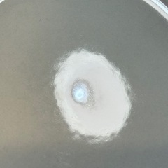 A8083【ウェッジウッド】フェスティビティ ブルー プレート 2枚 21cmの画像