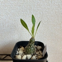 ドルステニア ランキフォリア 鉢ごとの画像