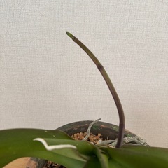 胡蝶蘭苗（白）の画像