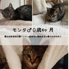 【もんた】💕岡田ほご猫譲渡会3月22日⏰13時から16時