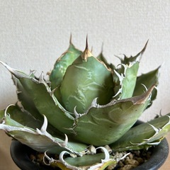 アガベ オテロイ 白鯨 陶器鉢ごとの画像