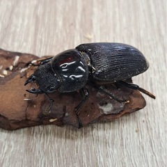 ミンダナオパリーオオクワガタ ペアB品の画像