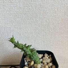 ユーフォルビア ホリダ モンストローサ 挿し木 鉢ごとの画像