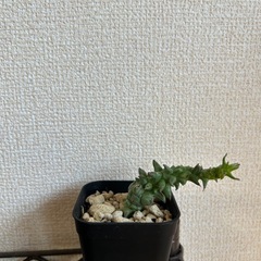 ユーフォルビア ホリダ モンストローサ 挿し木 鉢ごとの画像