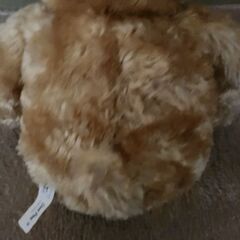 ぬいぐるみ　くまの画像